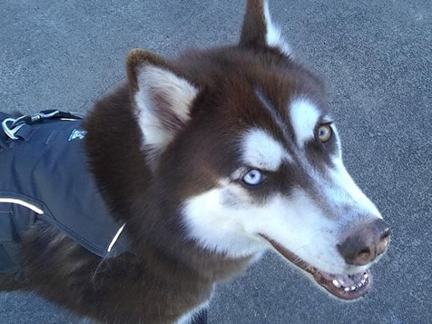 FETCH! Pet Care Slider 4