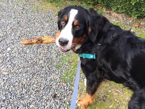 FETCH! Pet Care Slider 2