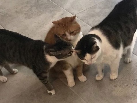 FETCH! Pet Care Slider 3